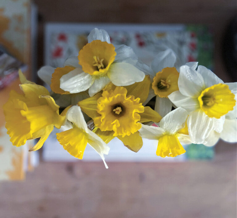 close up of daffodils