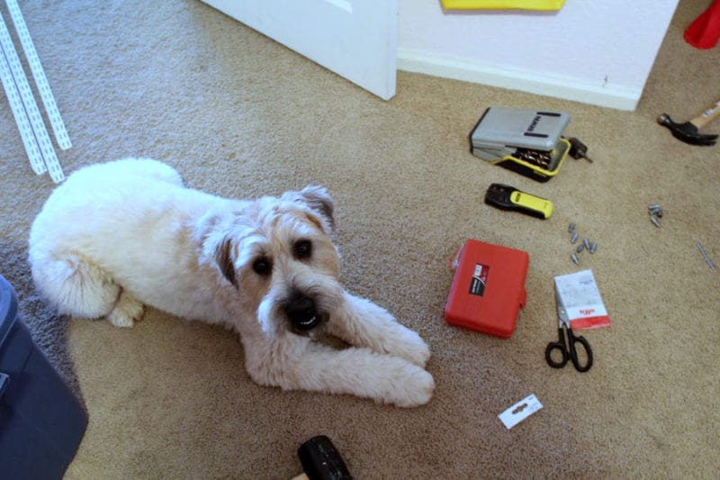 Kona the dog helping install our closet