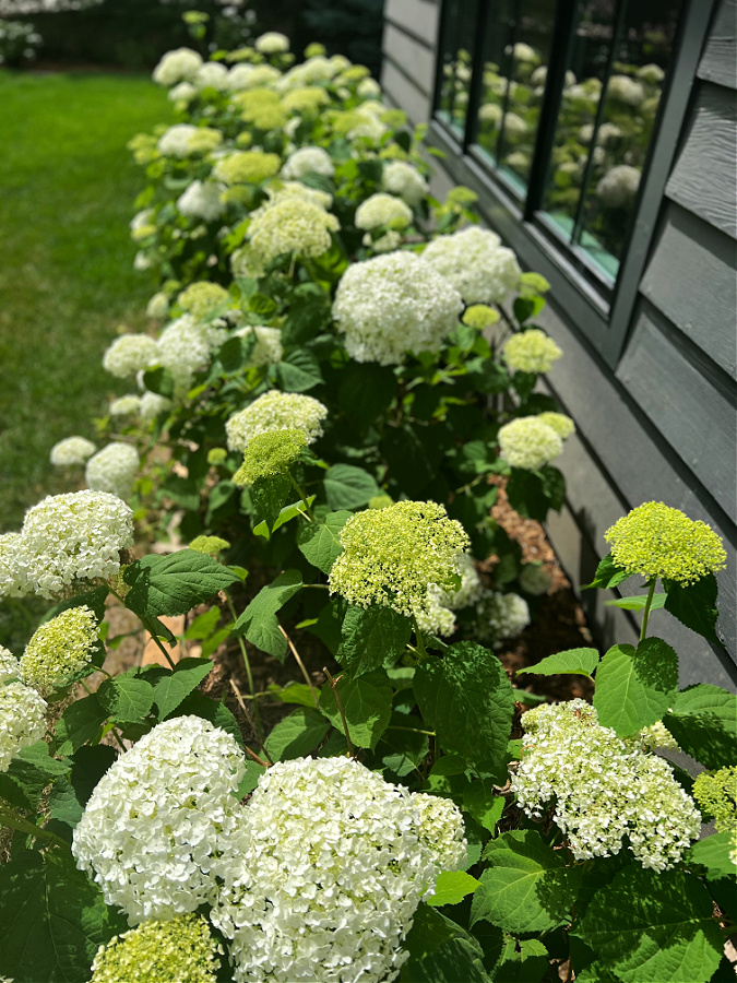 Image of Pom Pom Hydrangea in the fall