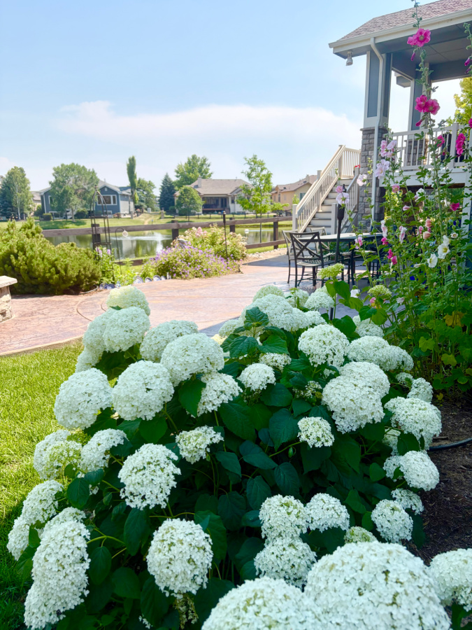 hydrangeas in mom's yard