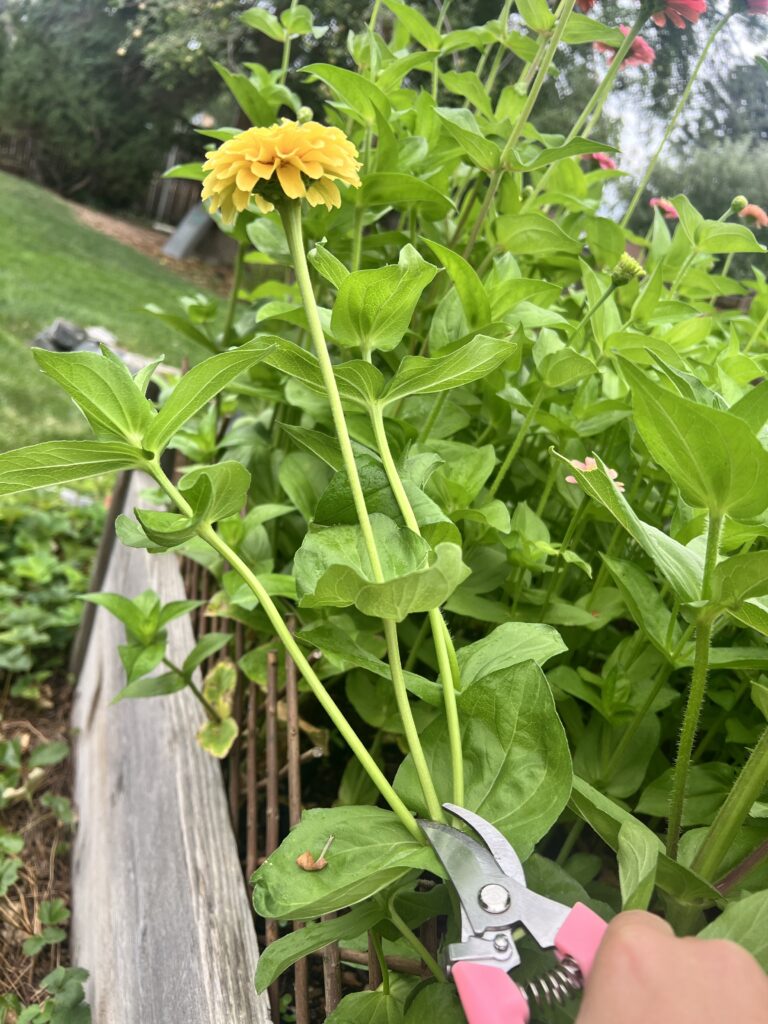 Cut here to help make zinnias bloom more