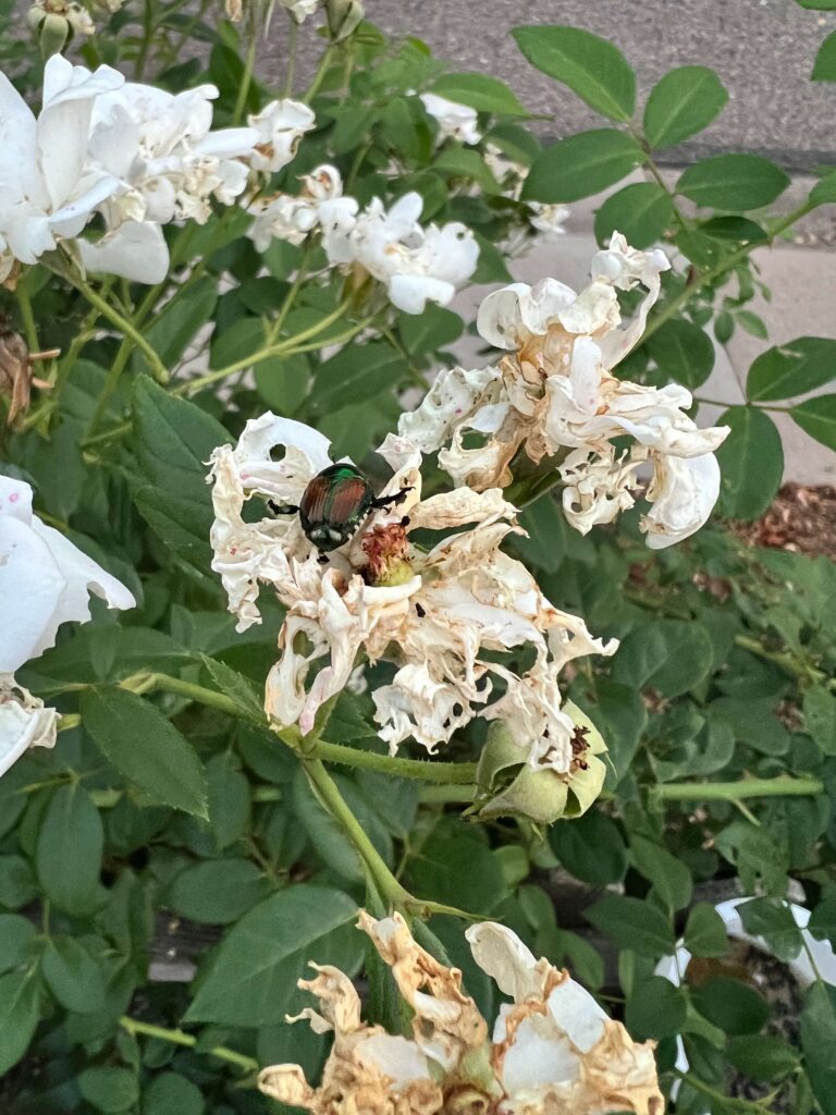 Japanese beetle on my roses