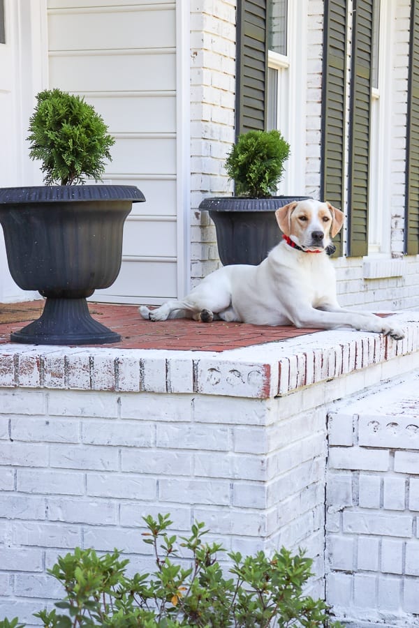 Limewashing your house for instant curb appeal.