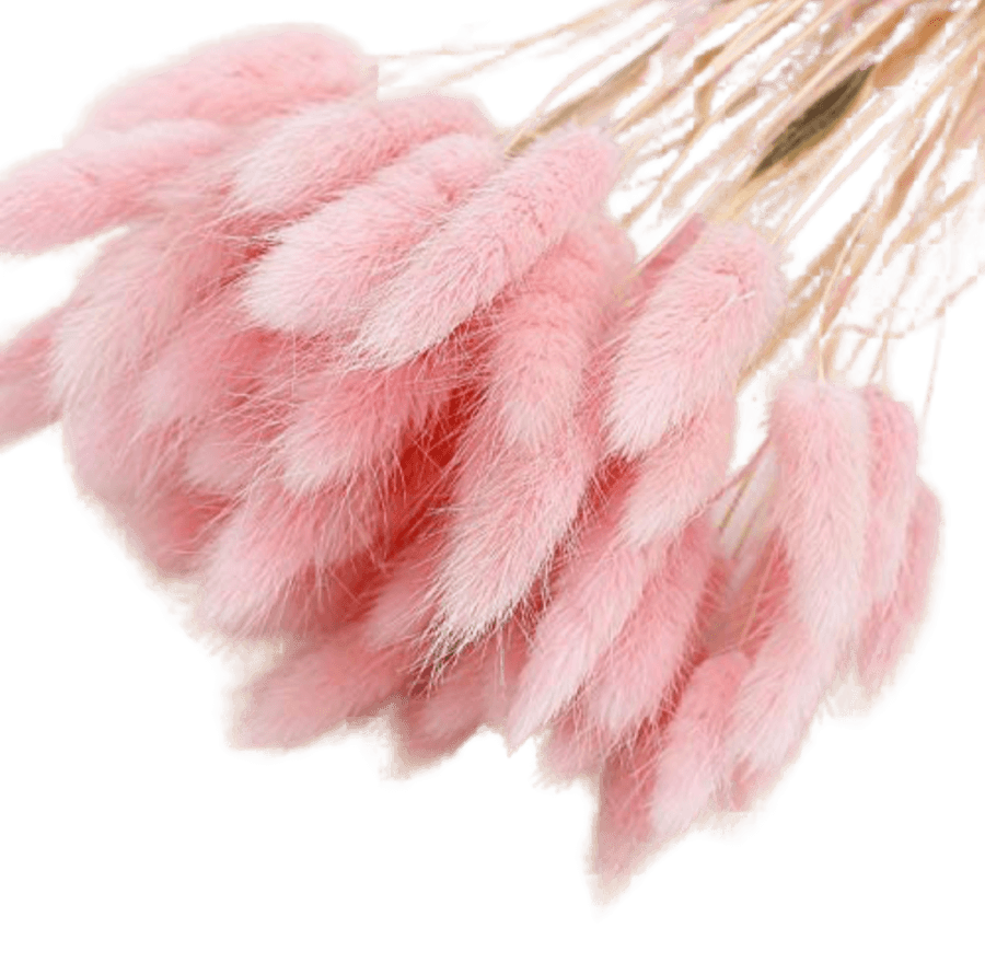 pink pampas grass