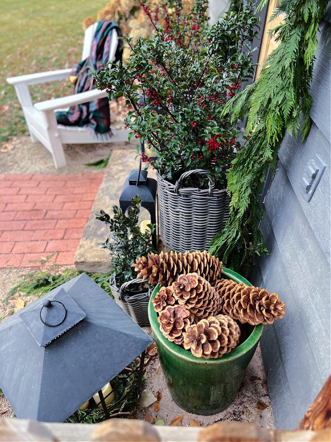 pine cones outside