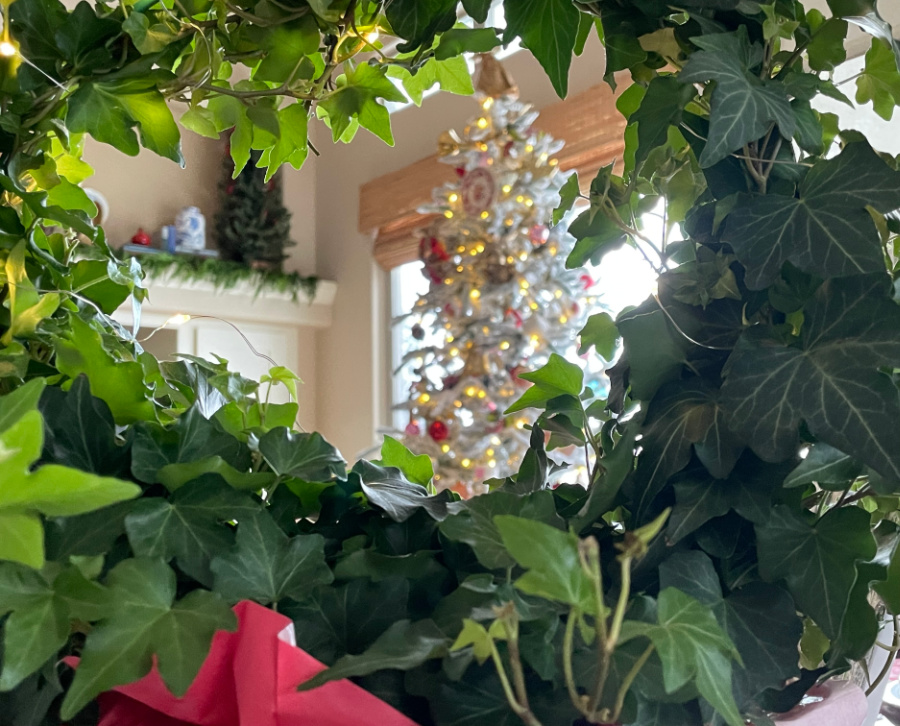 Our December Home Ivy