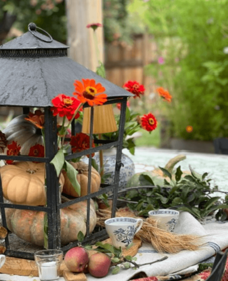 pumpkins and zinnias in lantern