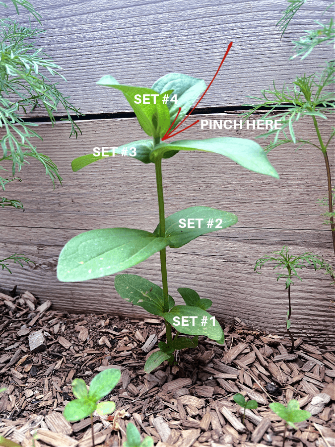 pinching zinnias