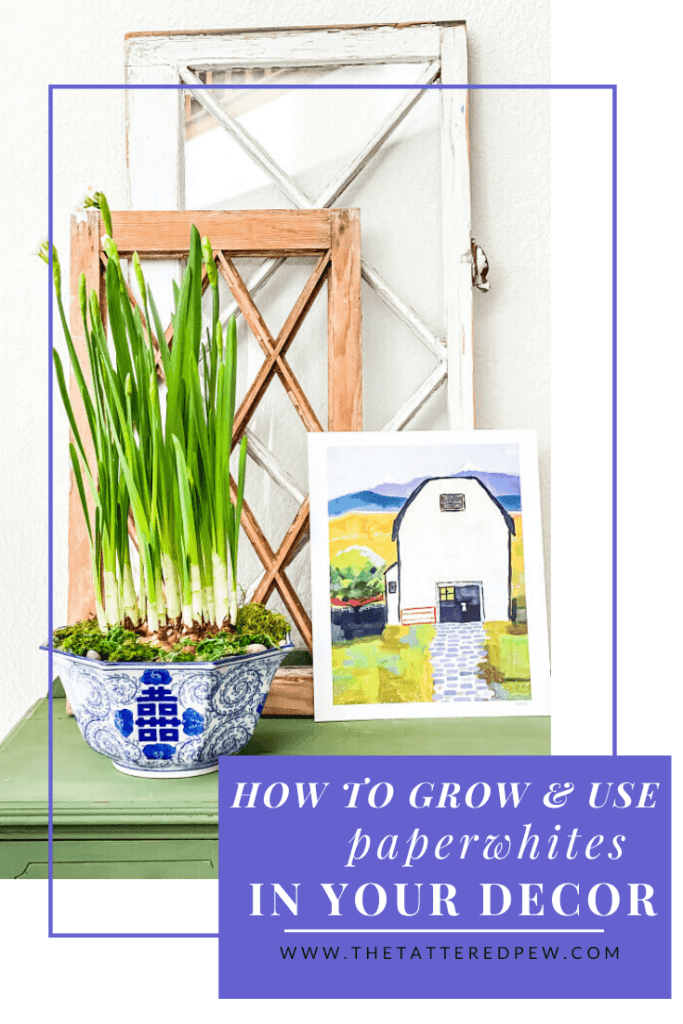 How to easily grow and use Paperwhites in your decor.