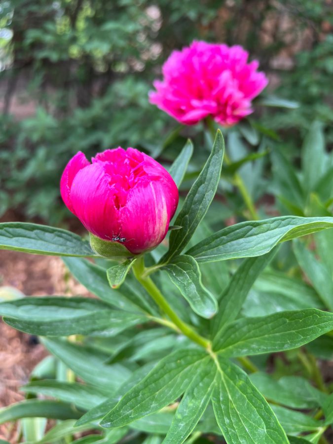 The first pink peony in our new home.