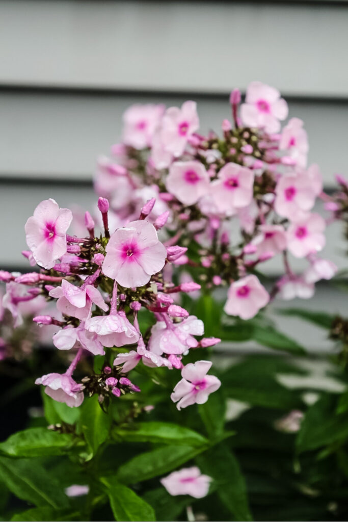 Pink Phlox Cottage On Bunker Hill