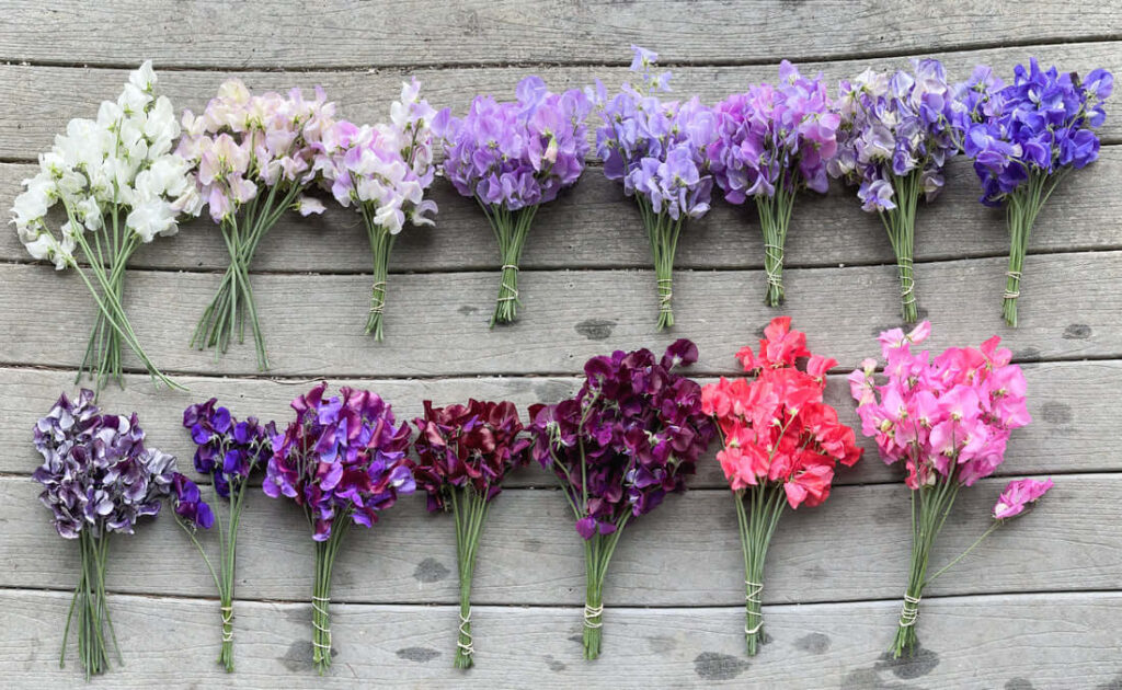 Sweet peas from Emilie Flower People