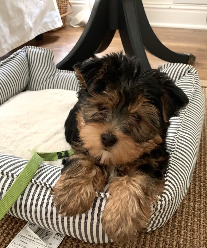 Welcome Home Sunday: Meet Ruby