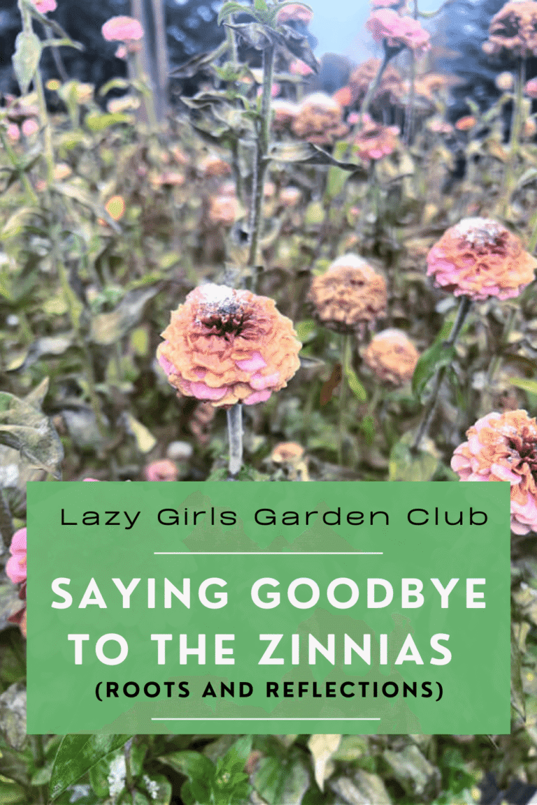 snow covered pink zinnias