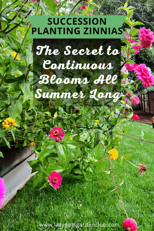 Succession Planting Zinnias