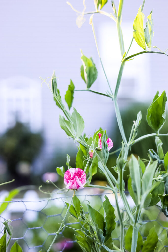 sweet Peas from Cottage On Bunker Hill