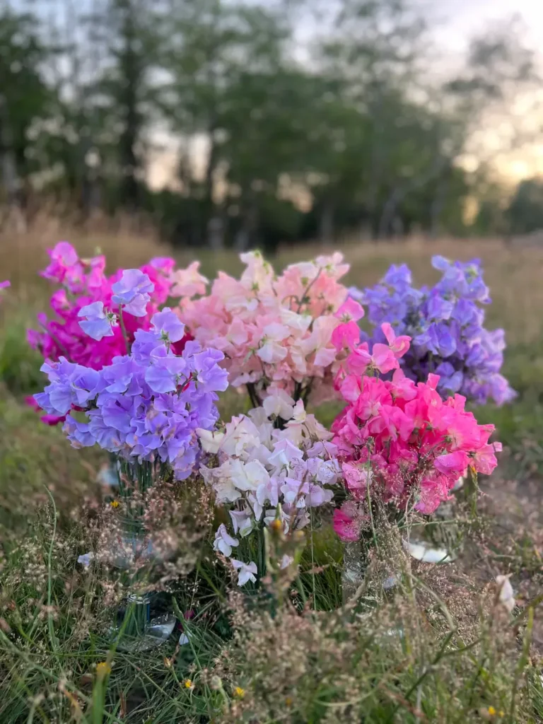 Rainbow Sweet Peas Flower People