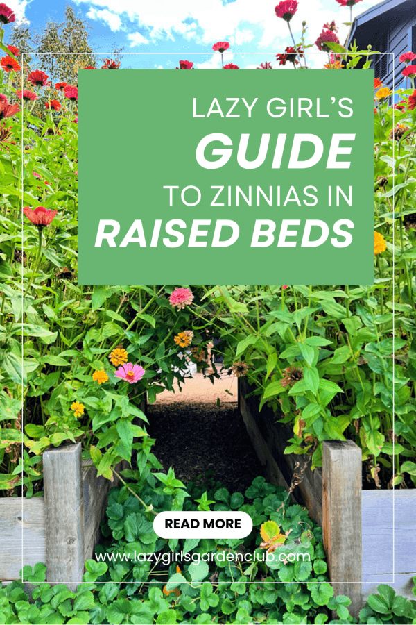 The Lazy Girl’s Guide to Growing Zinnias in Raised Beds