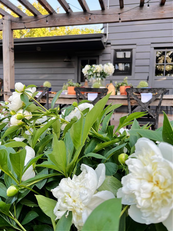 Peeking through the peonies to our table set for dinner!