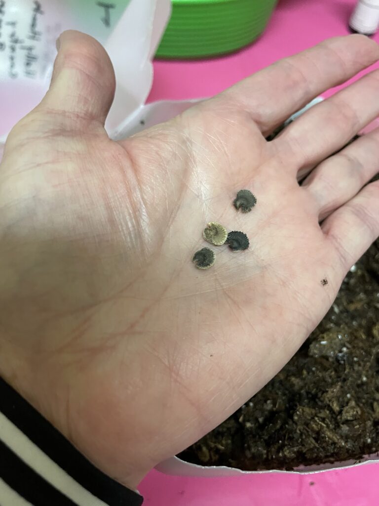 flower seeds in palm