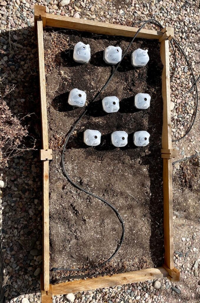 winter sowing in milk jugs out in raised bed