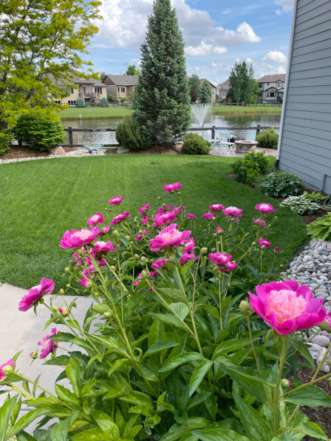 pink peonies in mom's backyard