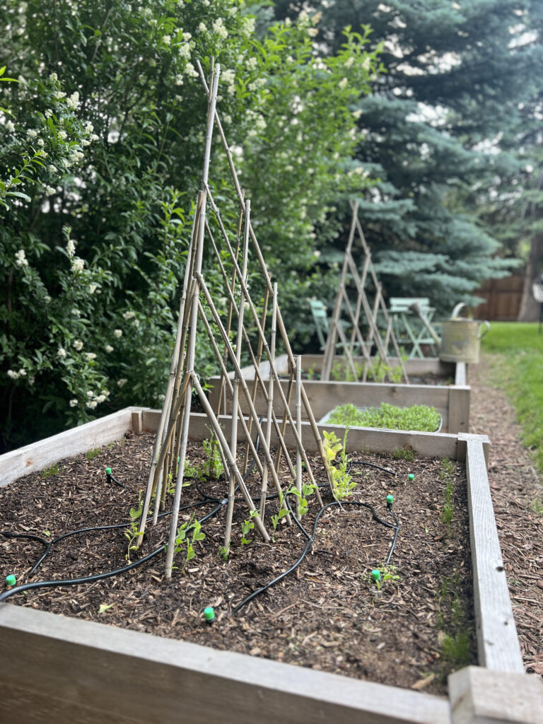 Sweet pea bamboo teepee