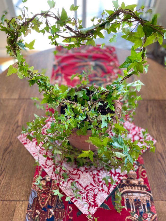 Heart Shaped Ivy plant for Tuesdays with Tracy February