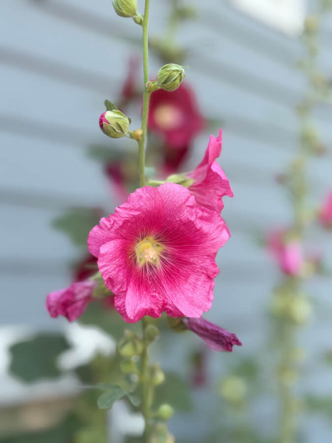 Mom's pink hollyhocks
