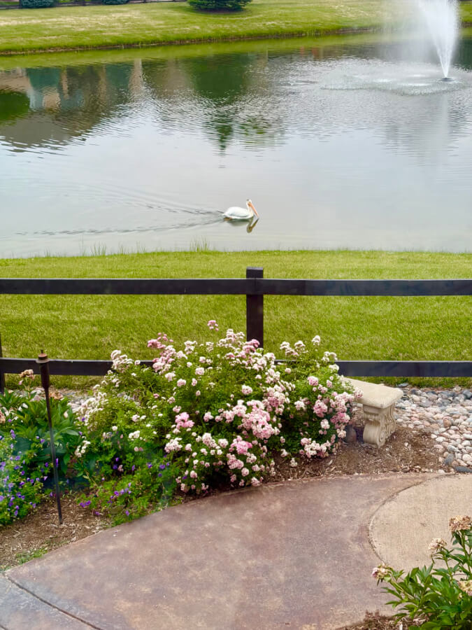 the pond Tuesdays with Tracy
