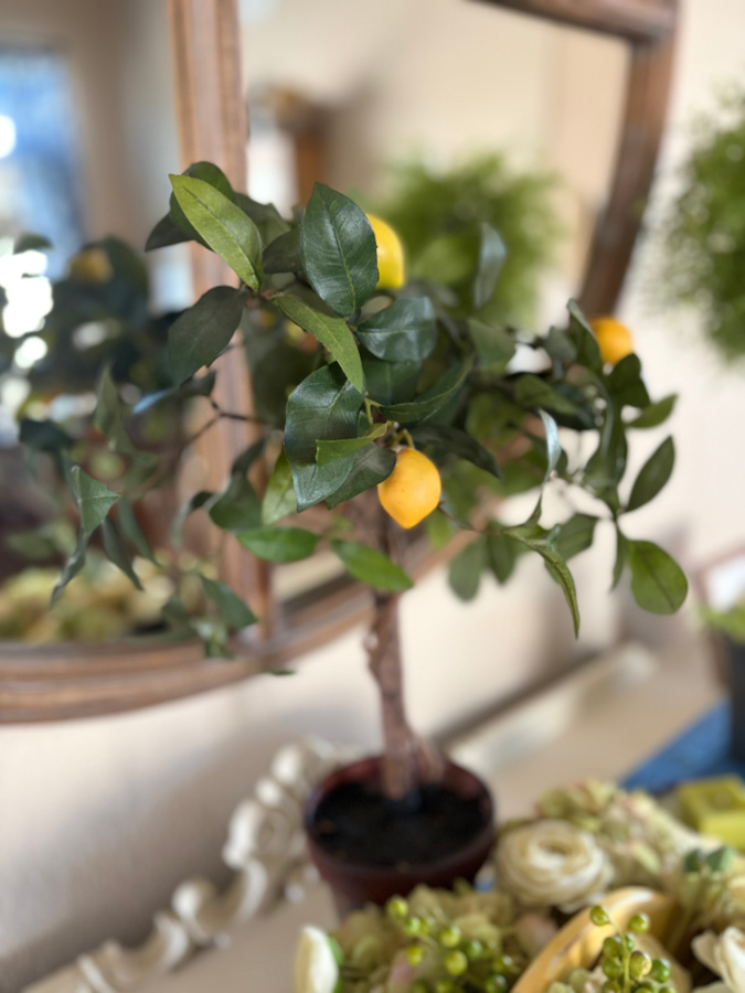 lemon topiary
