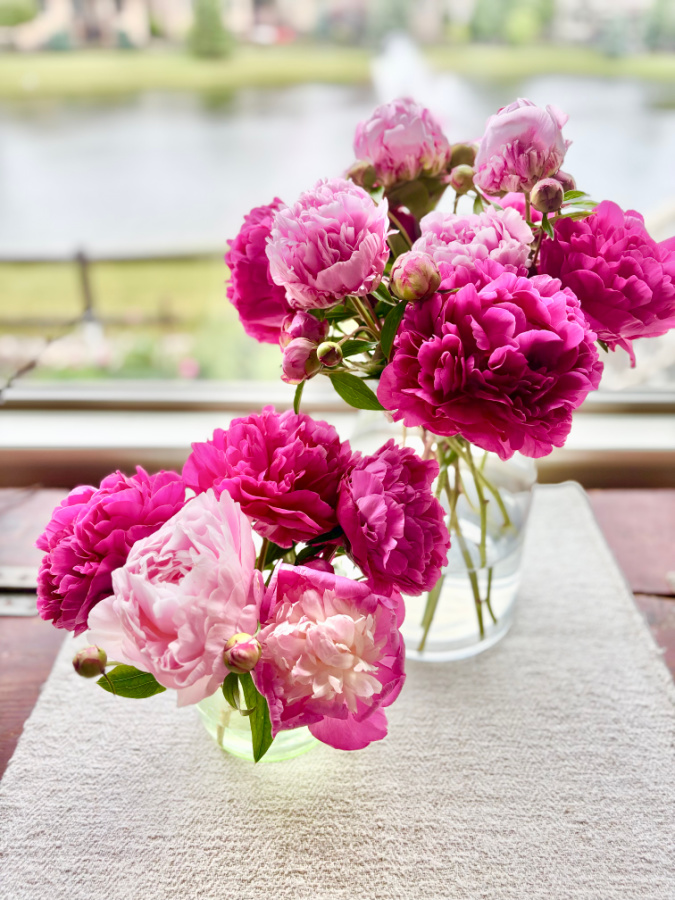 Tracy's pink peonies in vases