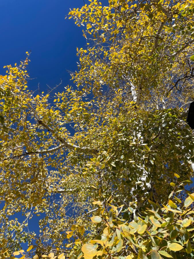 Aspen tree