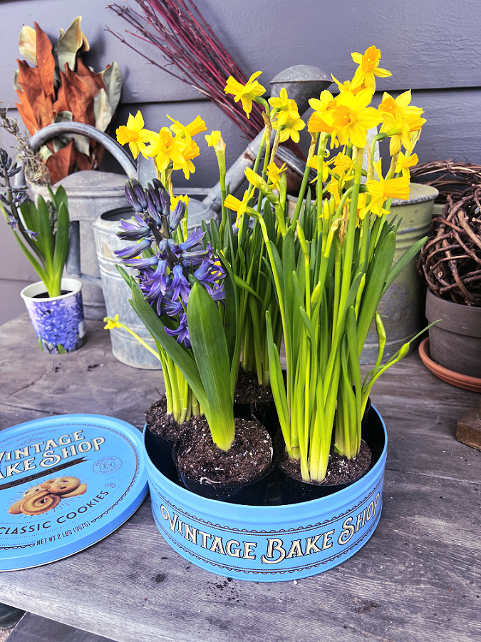 flowers still in pots