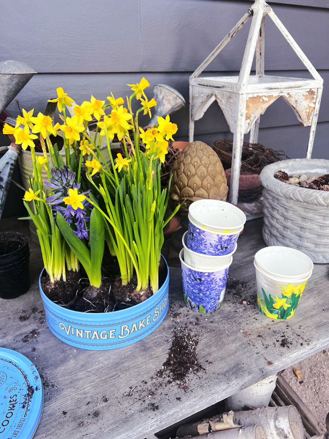 arranging flower in cookie tin