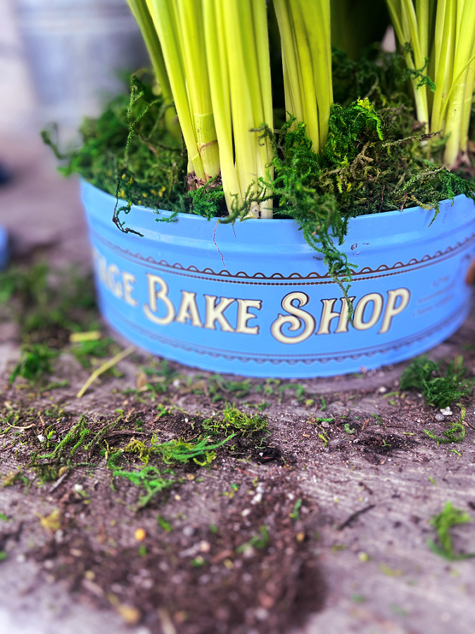 moss around base of cookie tin flower arrangement