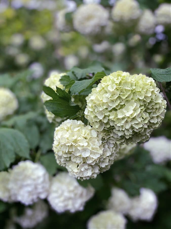 Viburnum Snowballs in full bloom!