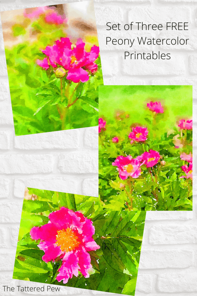 Download these three gorgeous peony watercolor printables at home!