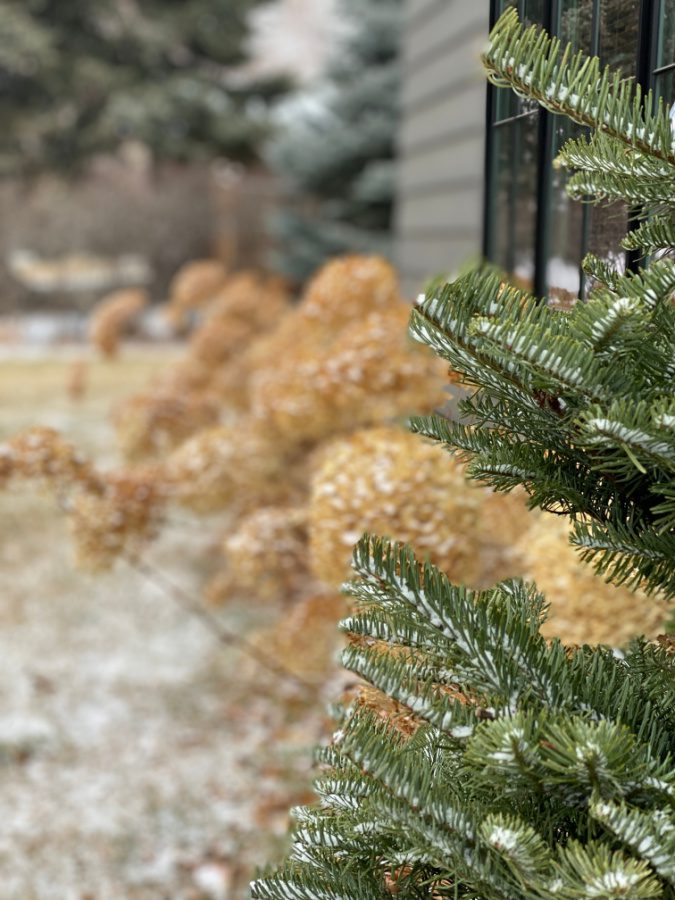 Hydrangeas, snow and evergreens