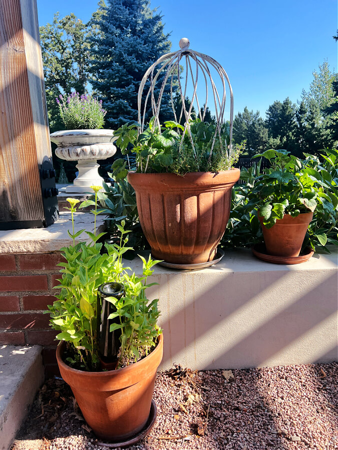 3 pots full of greenery