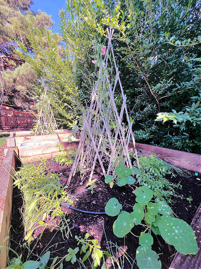 Back beds with sweet peas