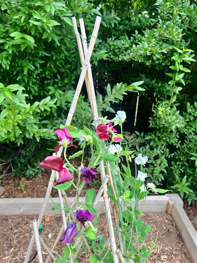 sweet peas on trellis