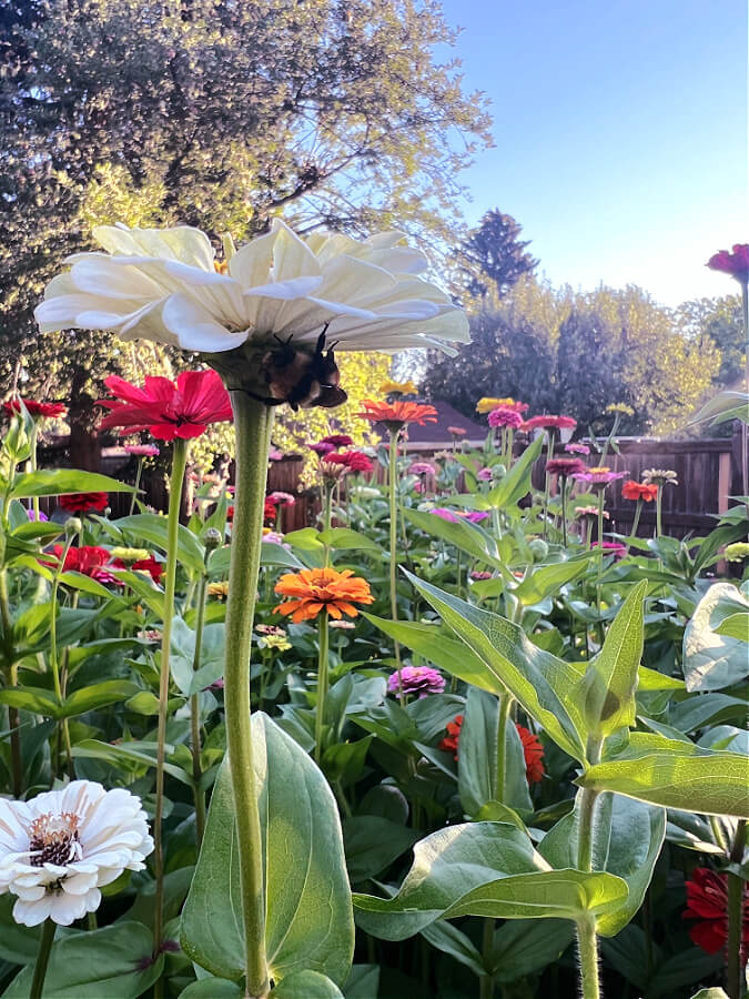 sleeping bee under zinnia