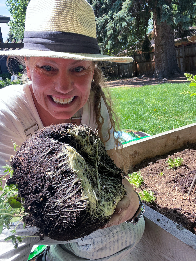 transplanting winter sown seedlings