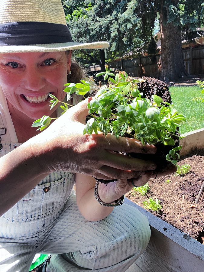 transplanting winter sown seedlings