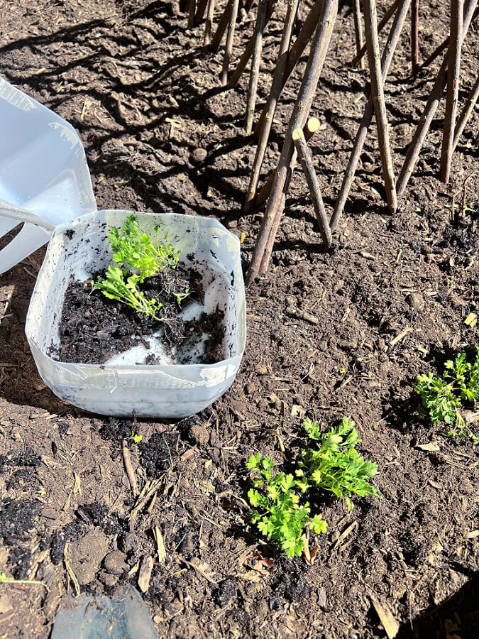 transplanting winter sown seedlings