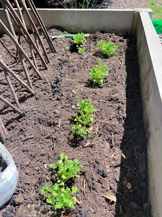 transplanted feverfew!