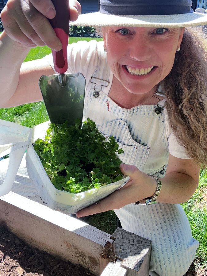 transplanting winter sown seedlings