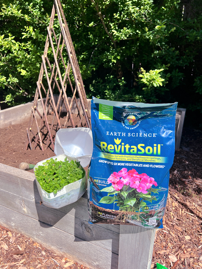 transplanting winter sown seedlings