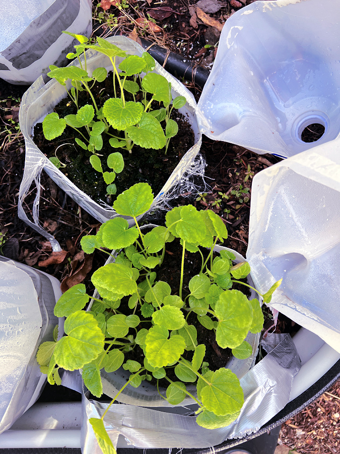 transplanting hollyhocks that were winter sown